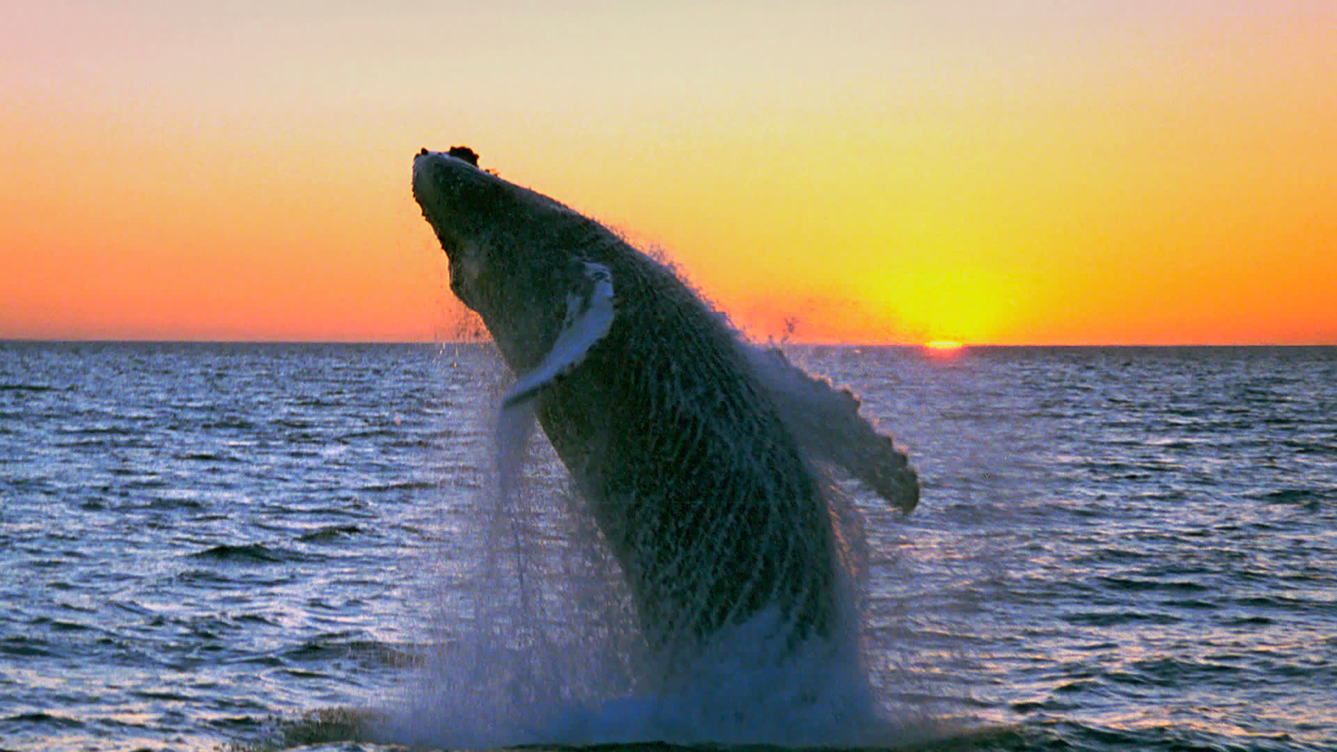 A humpback whale breaching at midnight sun